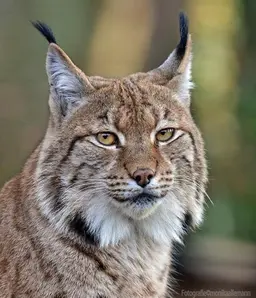 Profile image of 조우안신