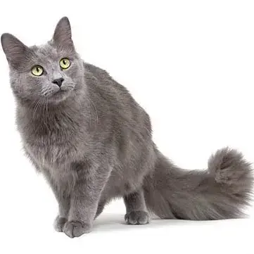 Profile image of 블루
