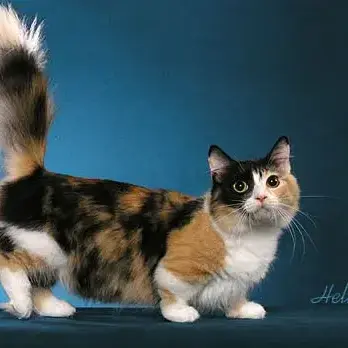 Profile image of 페인