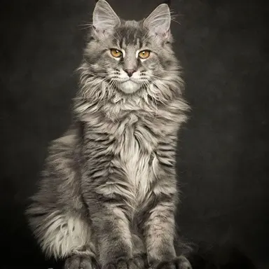 Profile image of 실버