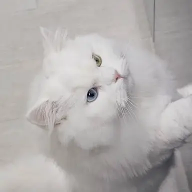 Profile image of 백설이