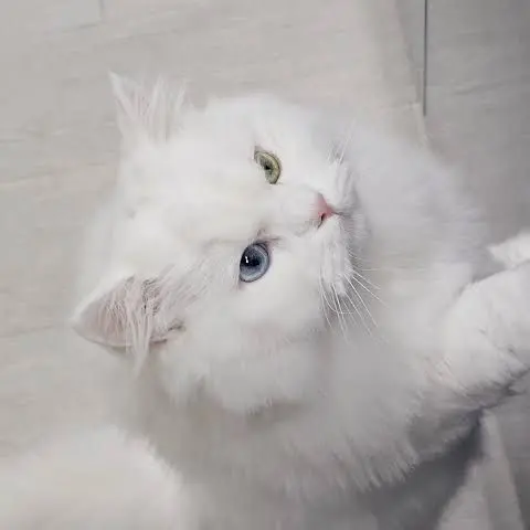 PainedBasil1664의 백설이네