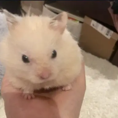 Profile image of 아기햄