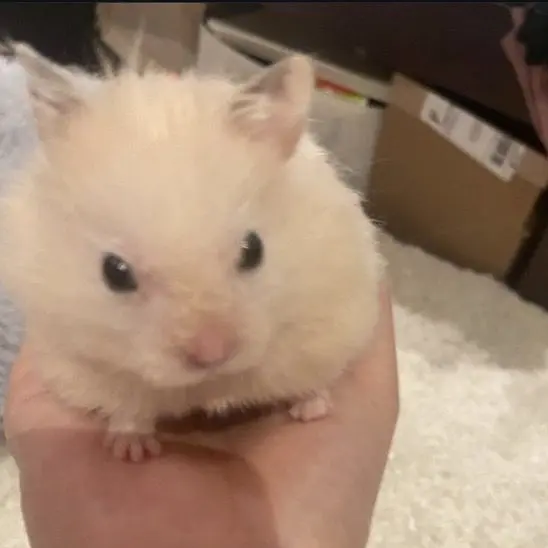 Cod_snowman의 화가 단단히 난 아기햄