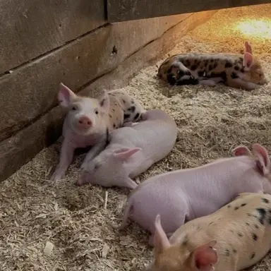 Profile image of Pigs