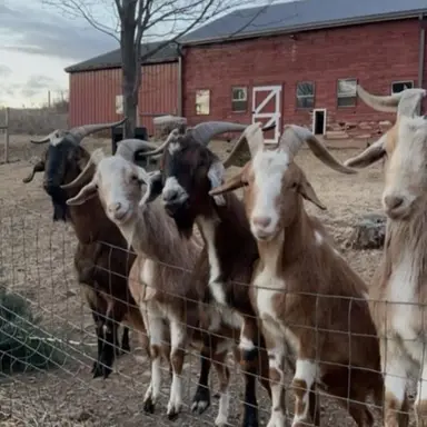Profile image of The goats
