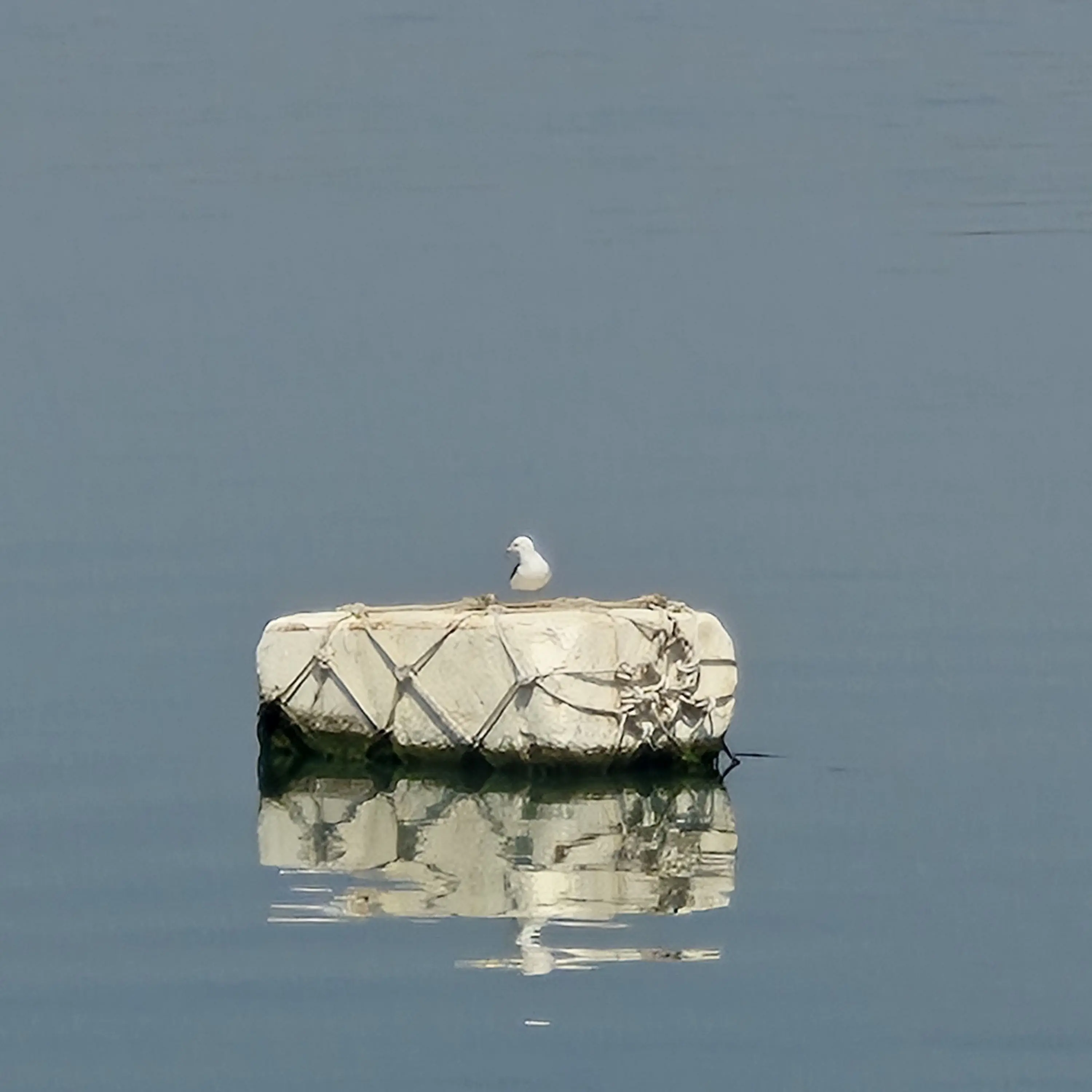 TamestWasp9176의 ii