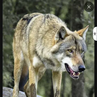 Profile image of 늑대