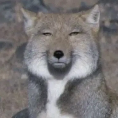 Profile image of 늑대