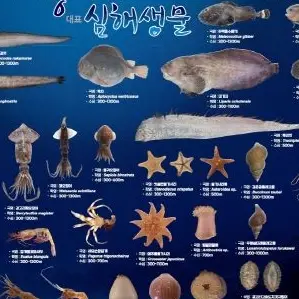 Profile image of 심해생물