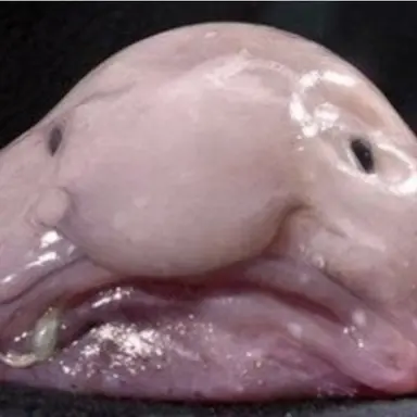 Profile image of 여우