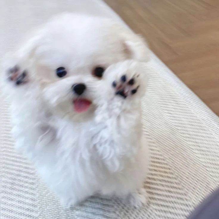 구름이