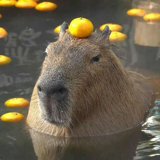 카피바라