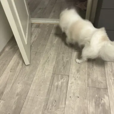 Profile image of 꽃돌이