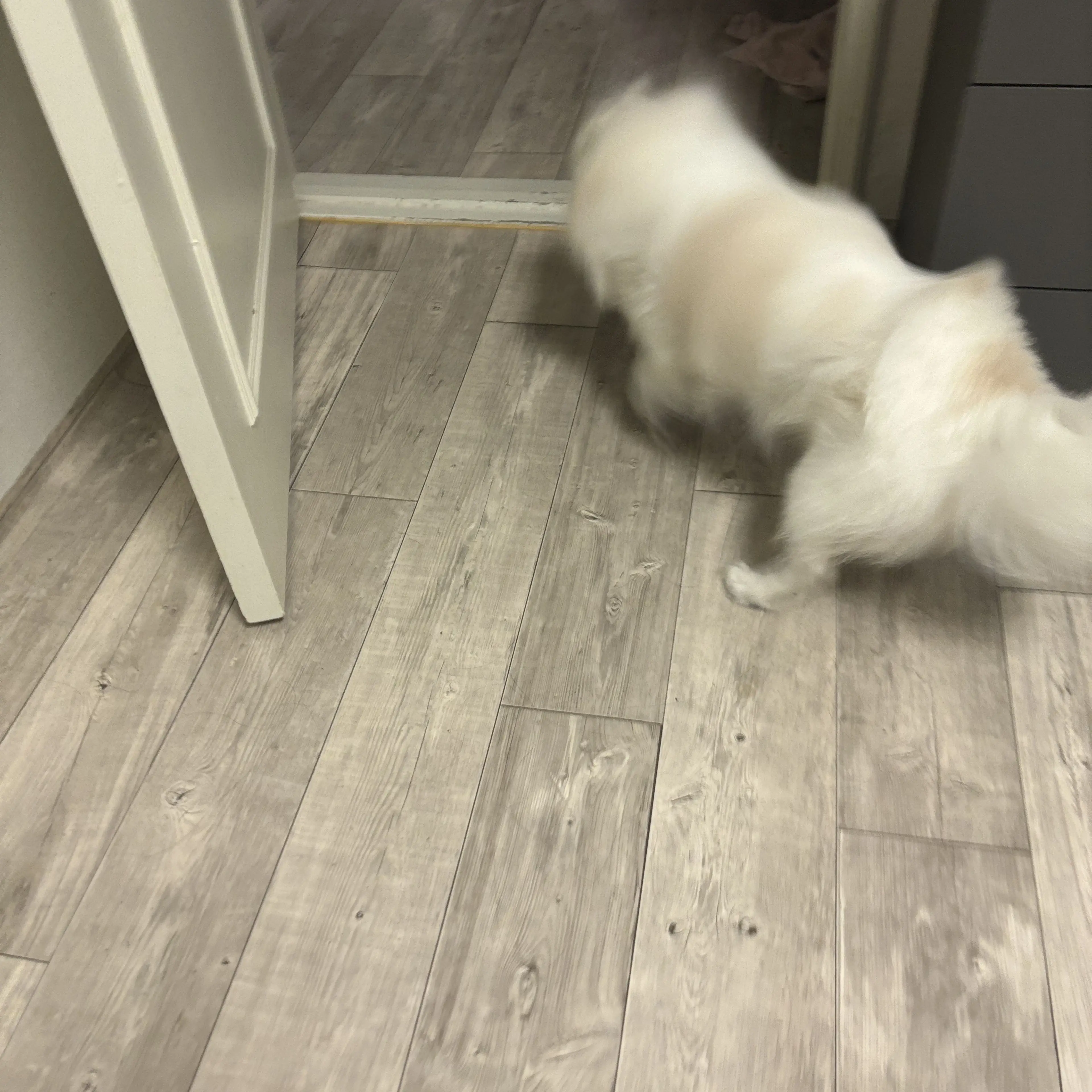 Applespie의 꽃돌이