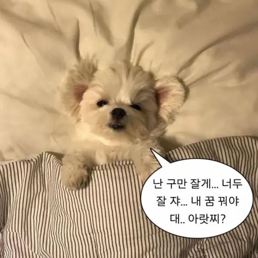 GrossZorse2130의 강아지(상추)
