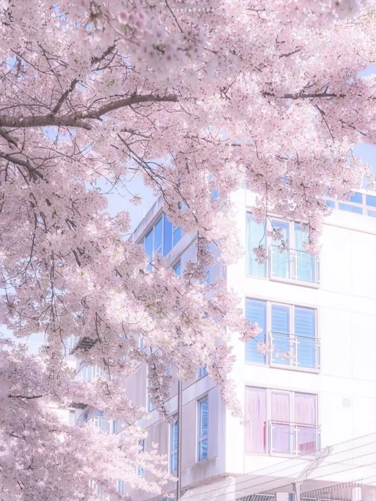 Kemuri_777_의 一目惚れしました!!