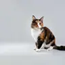 Profile image of MikeCat