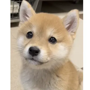 Profile image of タロくん