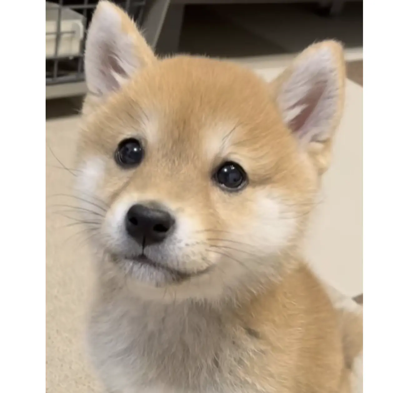 HiranoSho129의 捨て子犬