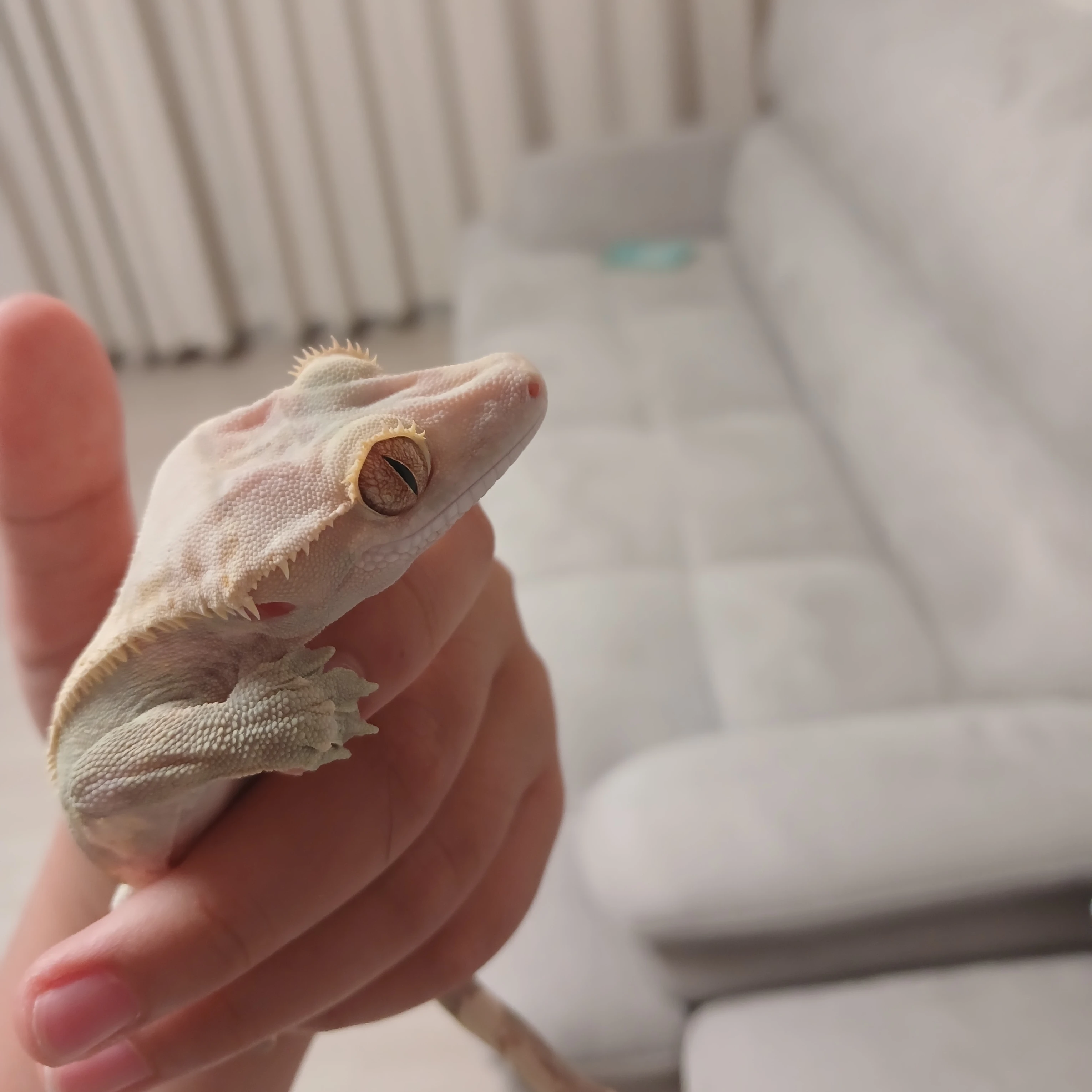 조걸