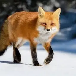 Profile image of 여우