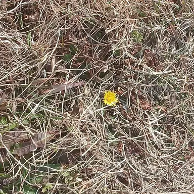 Profile image of ハル