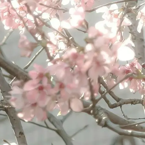 nkl_n.의 이레이스 나이코