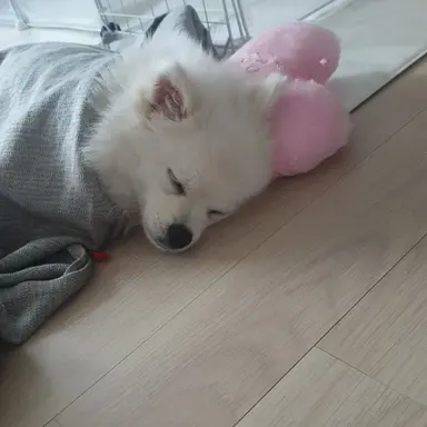 Profile image of 김여우