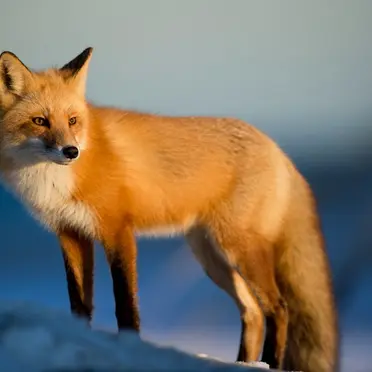 Profile image of 여우