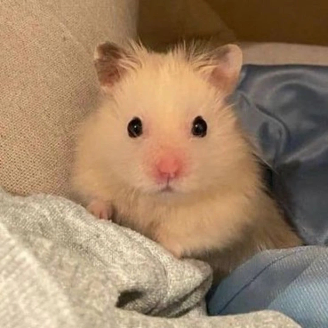 한지성