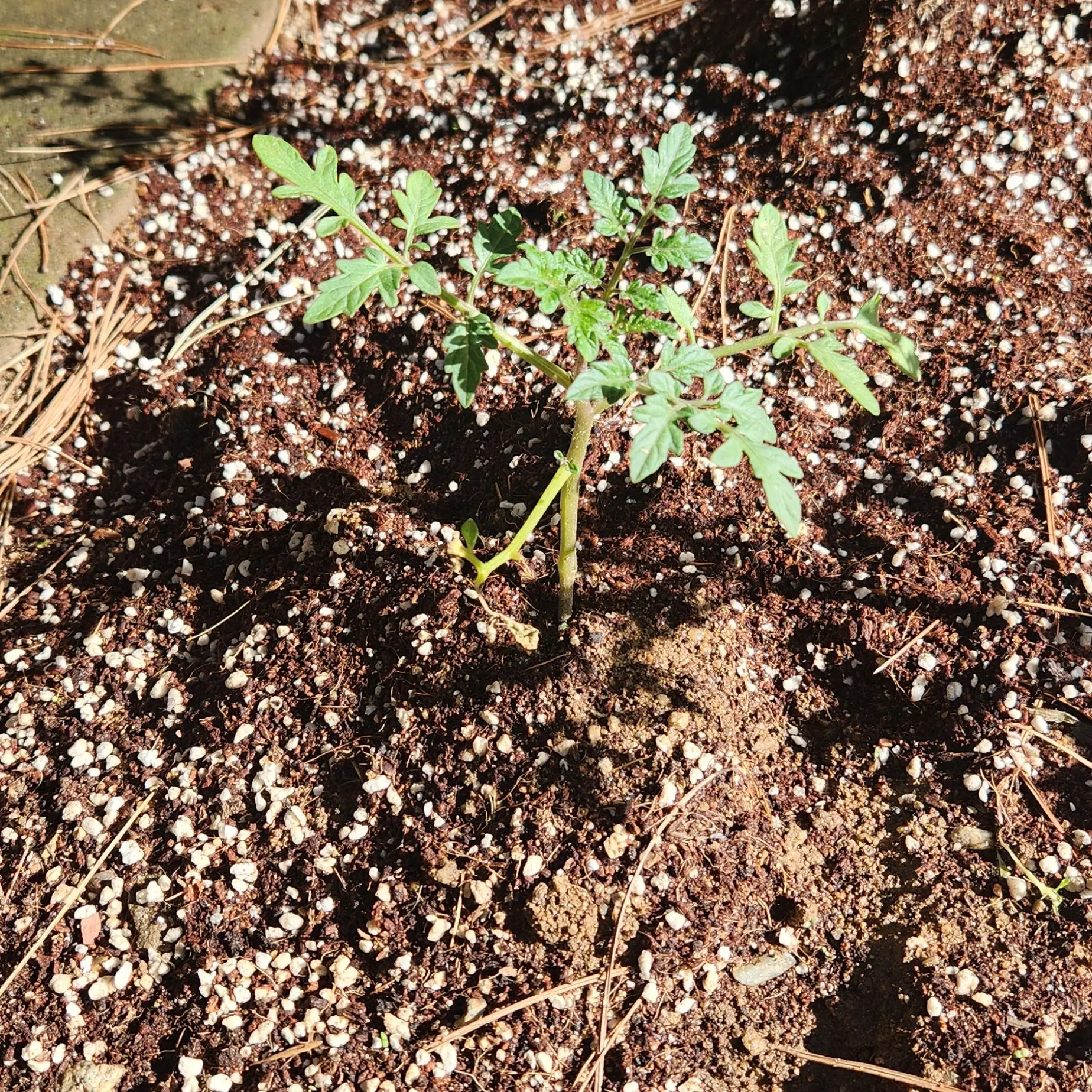PlumpGame3229의 이종족 뜰팁