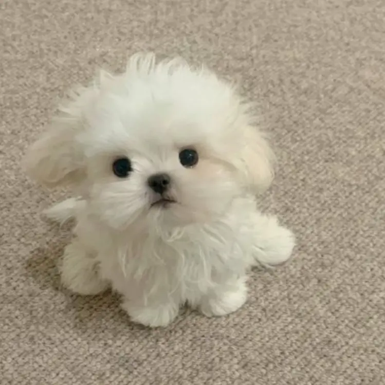 ABCDEFJ_0101의 모리