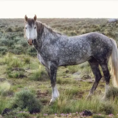 Profile image of Silverwind