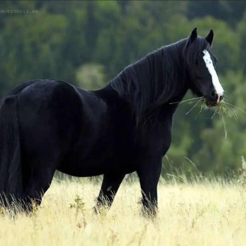 SoftCough9849의 Wild horse herd