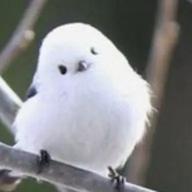 Profile image of 아리
