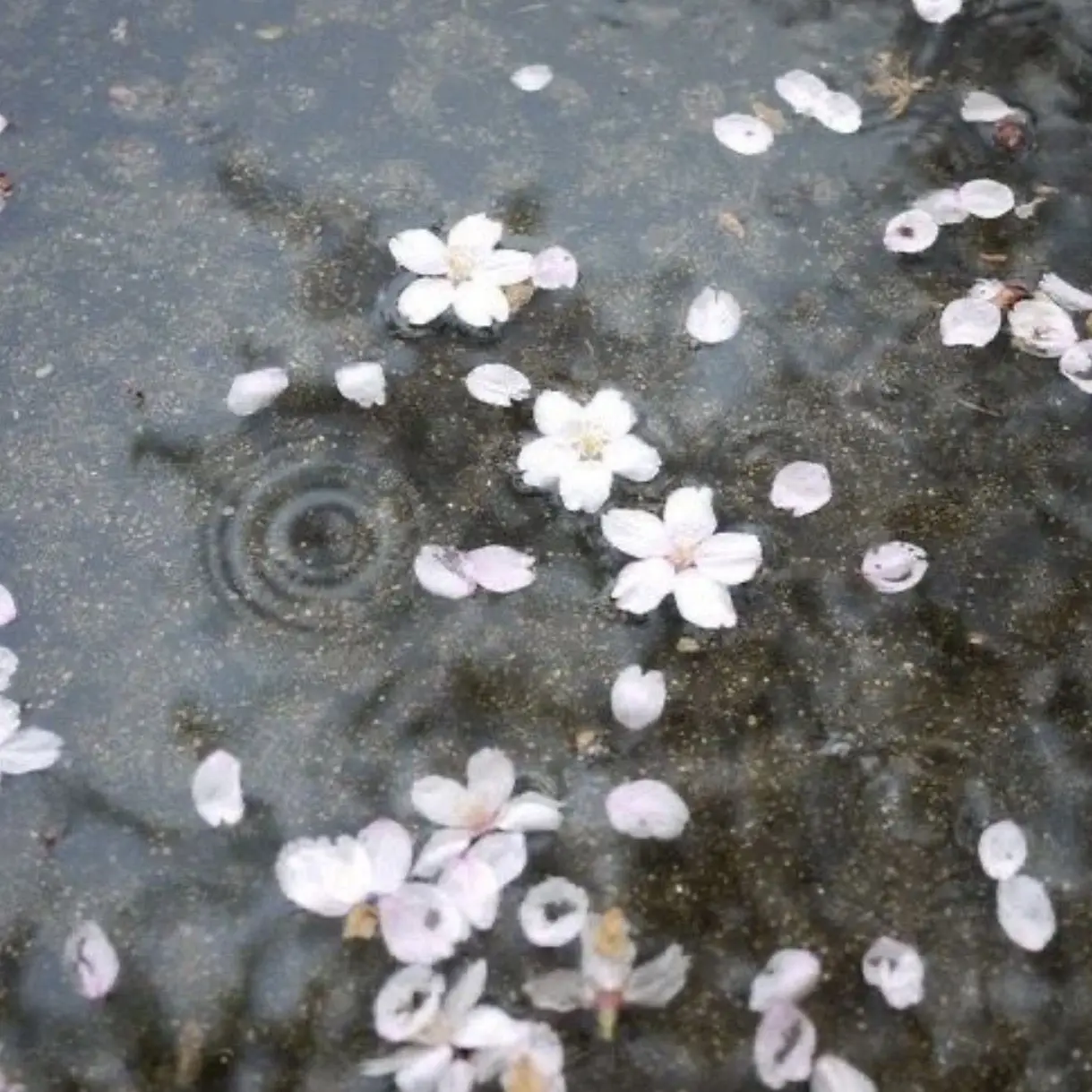 clock_head의 오라버니, 뭐 하세요?