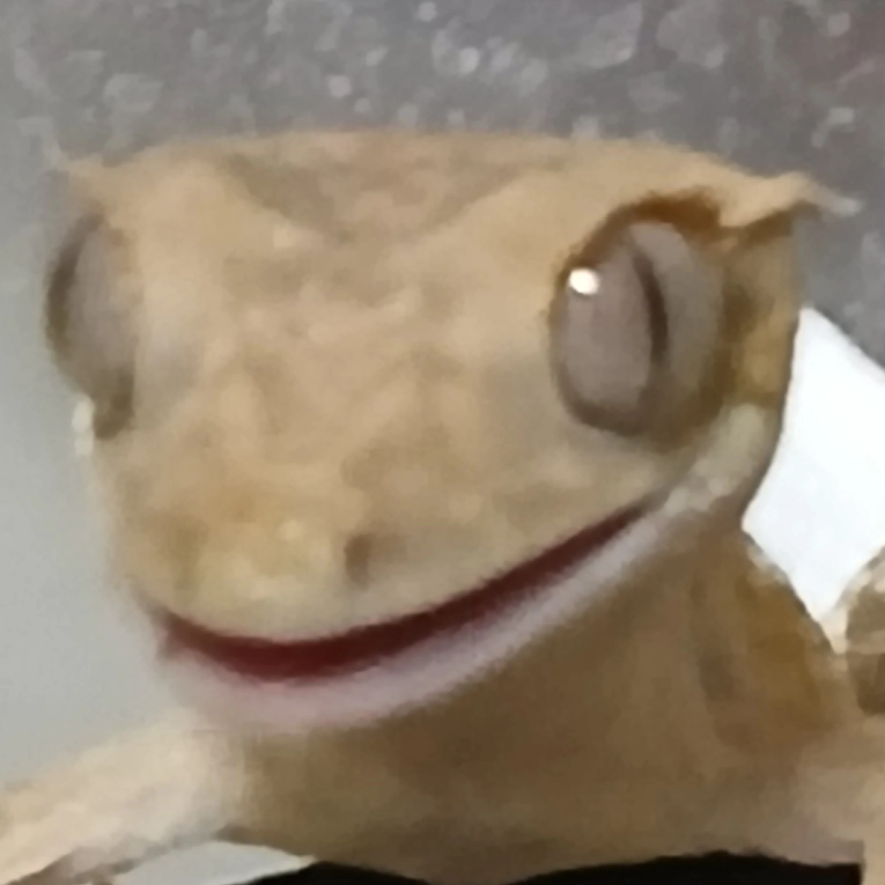 바닐라