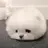 강아지