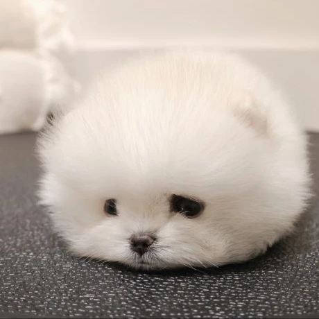 강아지