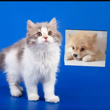 Profile image of 마에다 마사오