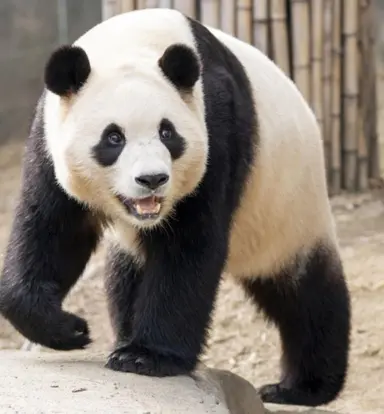 Profile image of 판다