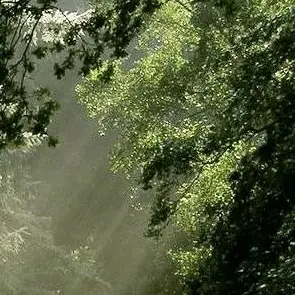 Profile image of 림