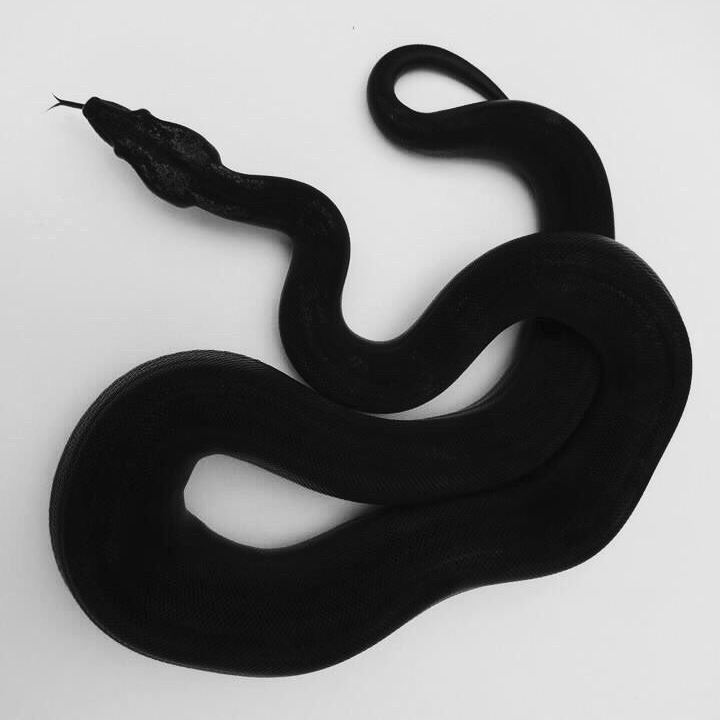 𝕭𝖑𝖆𝖈𝖐𝕽𝖆𝖈𝖊𝖗 대표 이미지