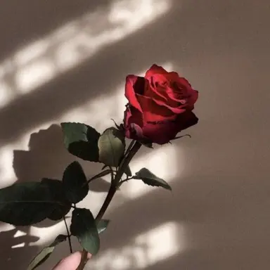 Profile image of 라더