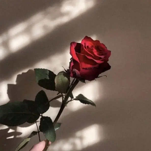 Cream_soda의 조연 B