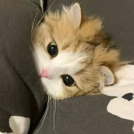 새끼 고양이