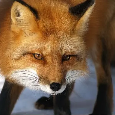 Profile image of 여우