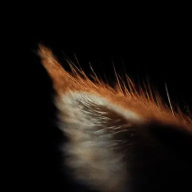 Profile image of ホ・ジェイ