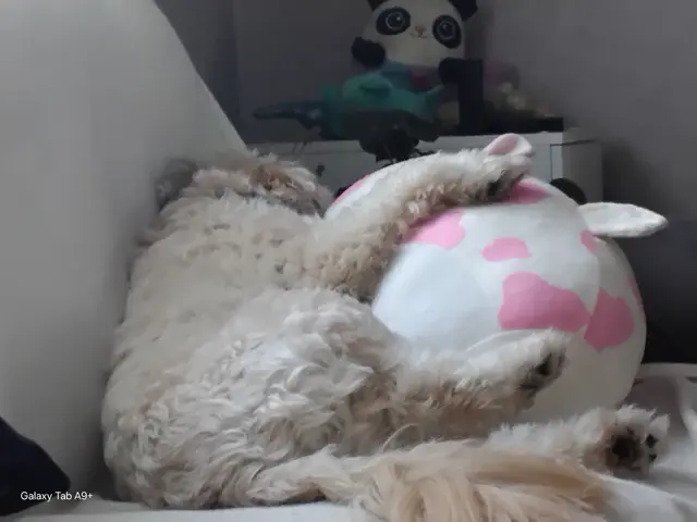Profile image of Woof woof